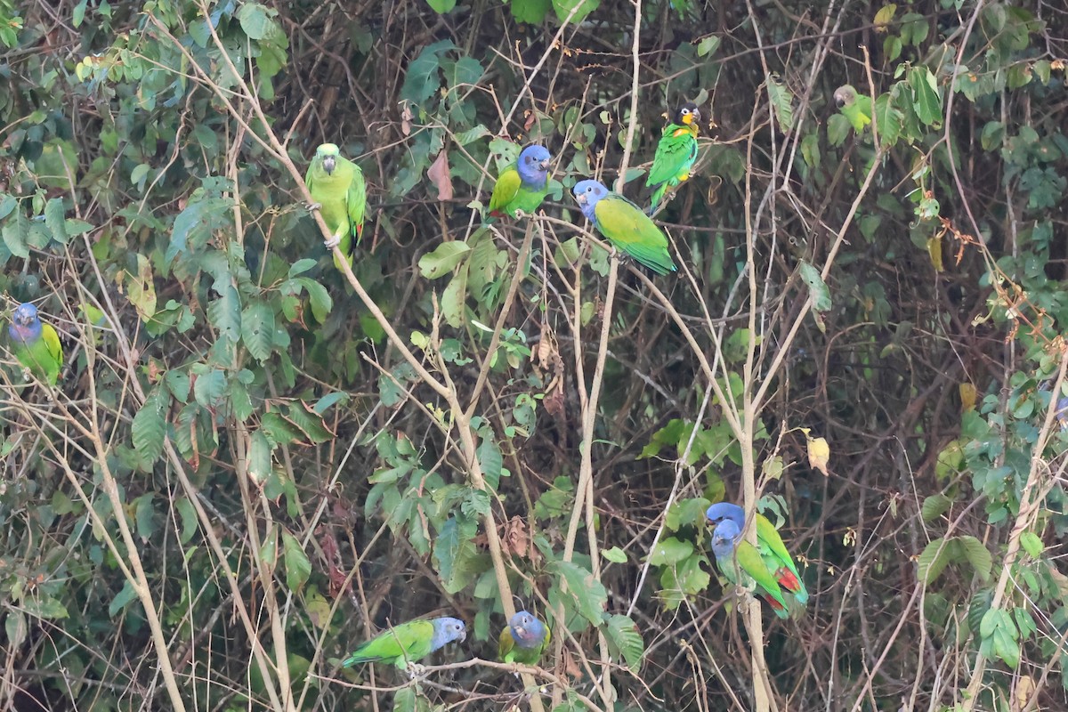 Orange-cheeked Parrot - ML645225976