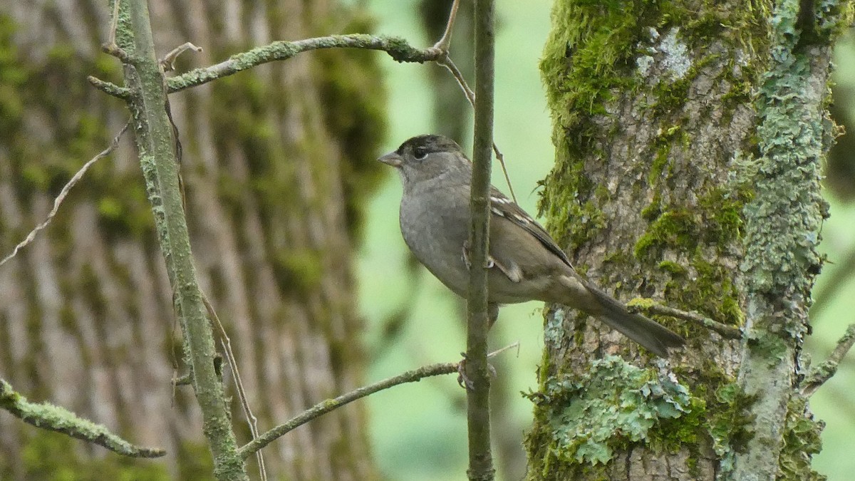 Golden-crowned Sparrow - ML645225977