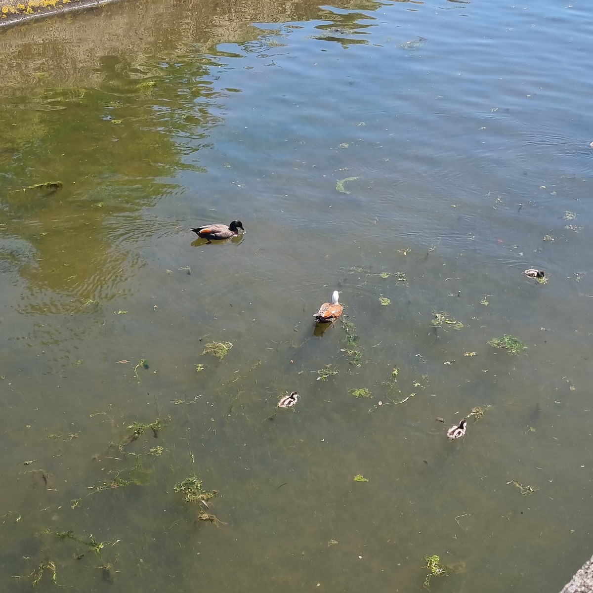 Paradiesgans - ML645225985