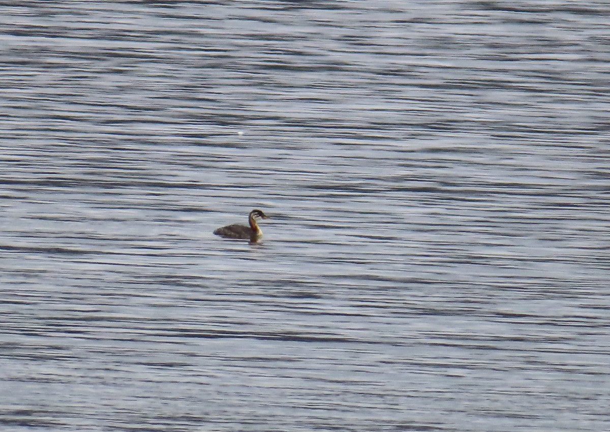 Пірникоза сірощока - ML645225987