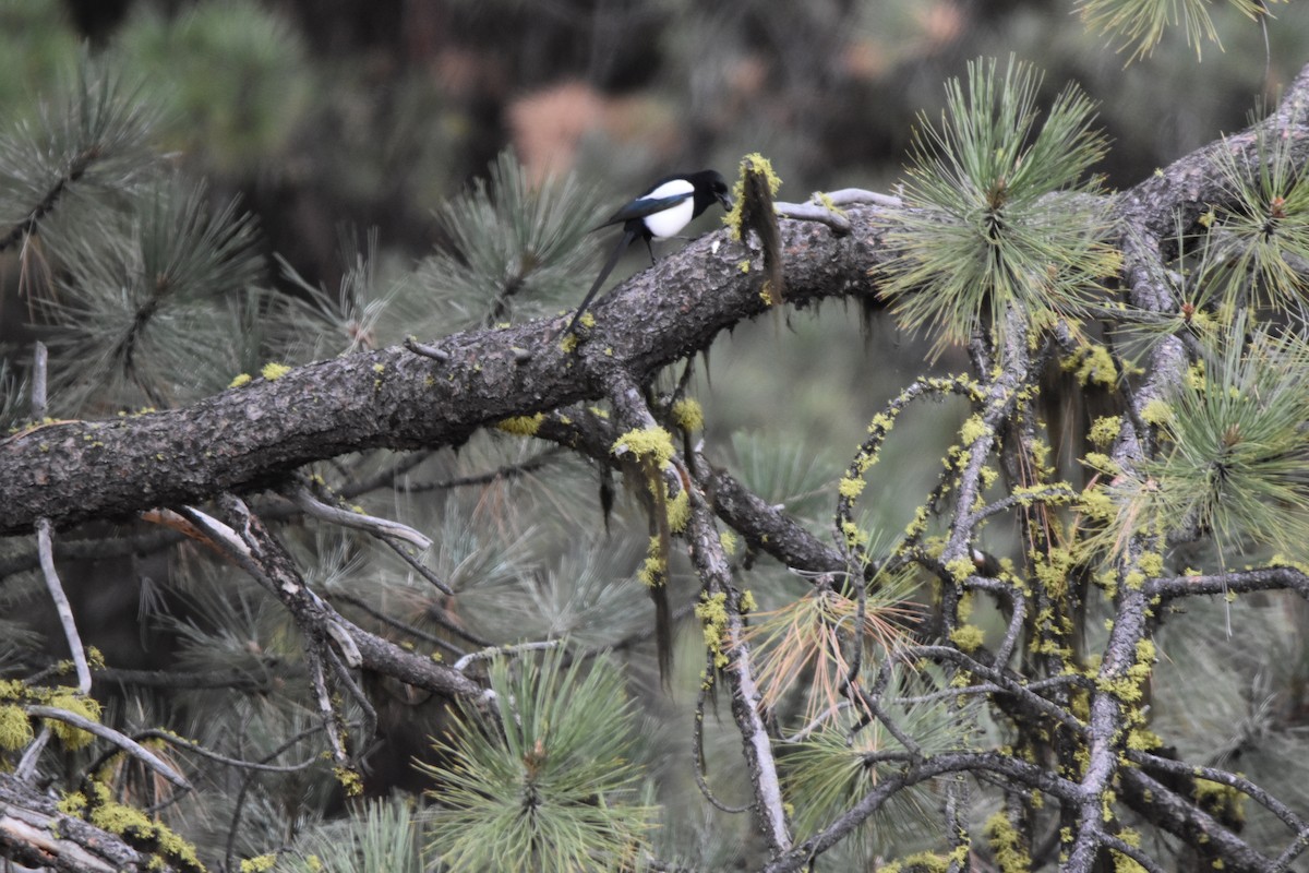 straka americká - ML645225988