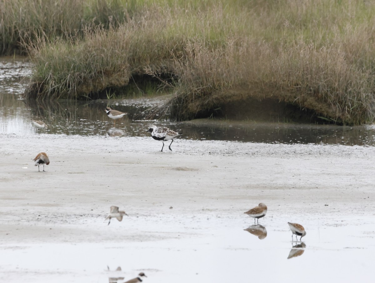 ダイゼン - ML645225997