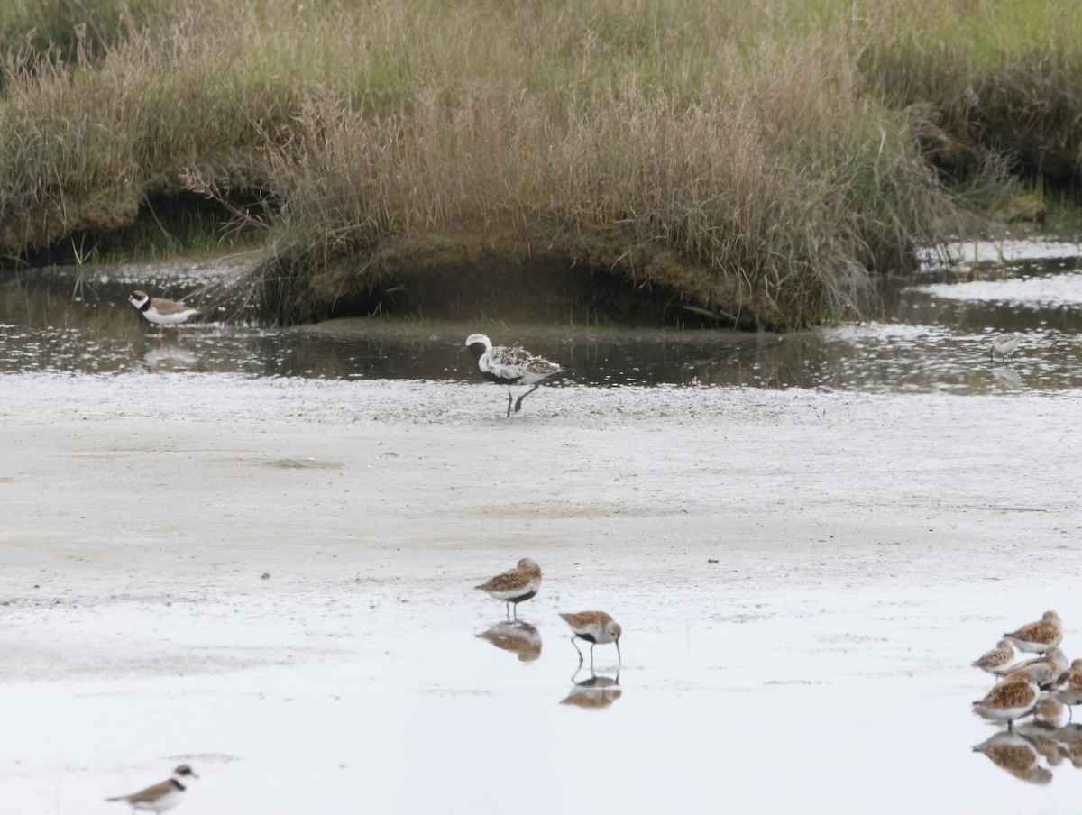 ダイゼン - ML645225998