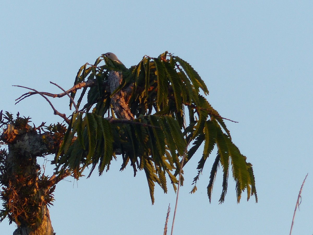 Tangara des palmiers - ML645226010