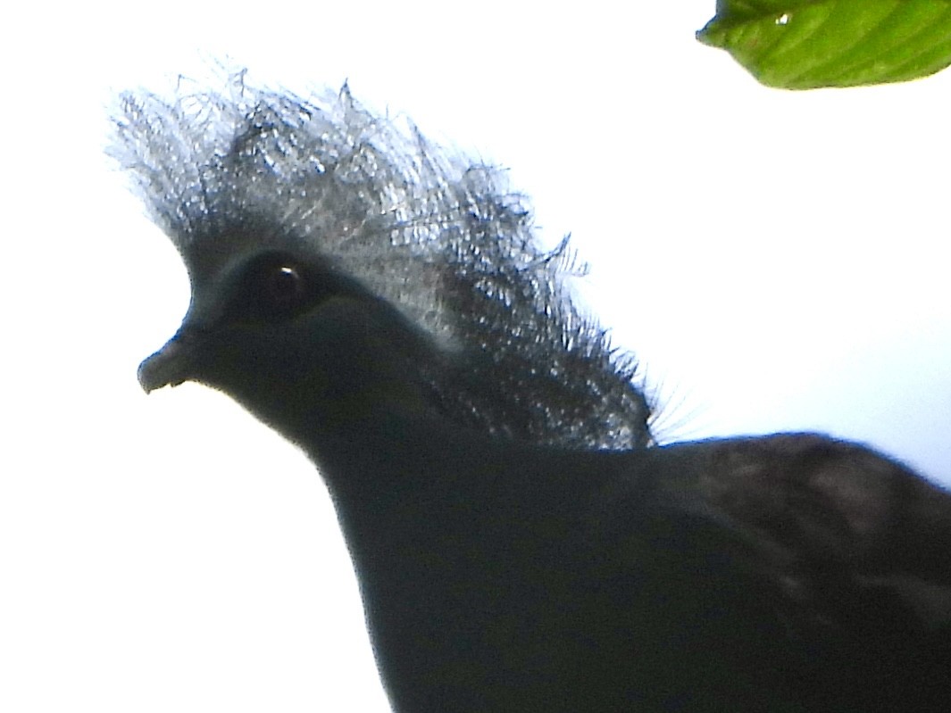 gråbrystkrondue - ML645226014