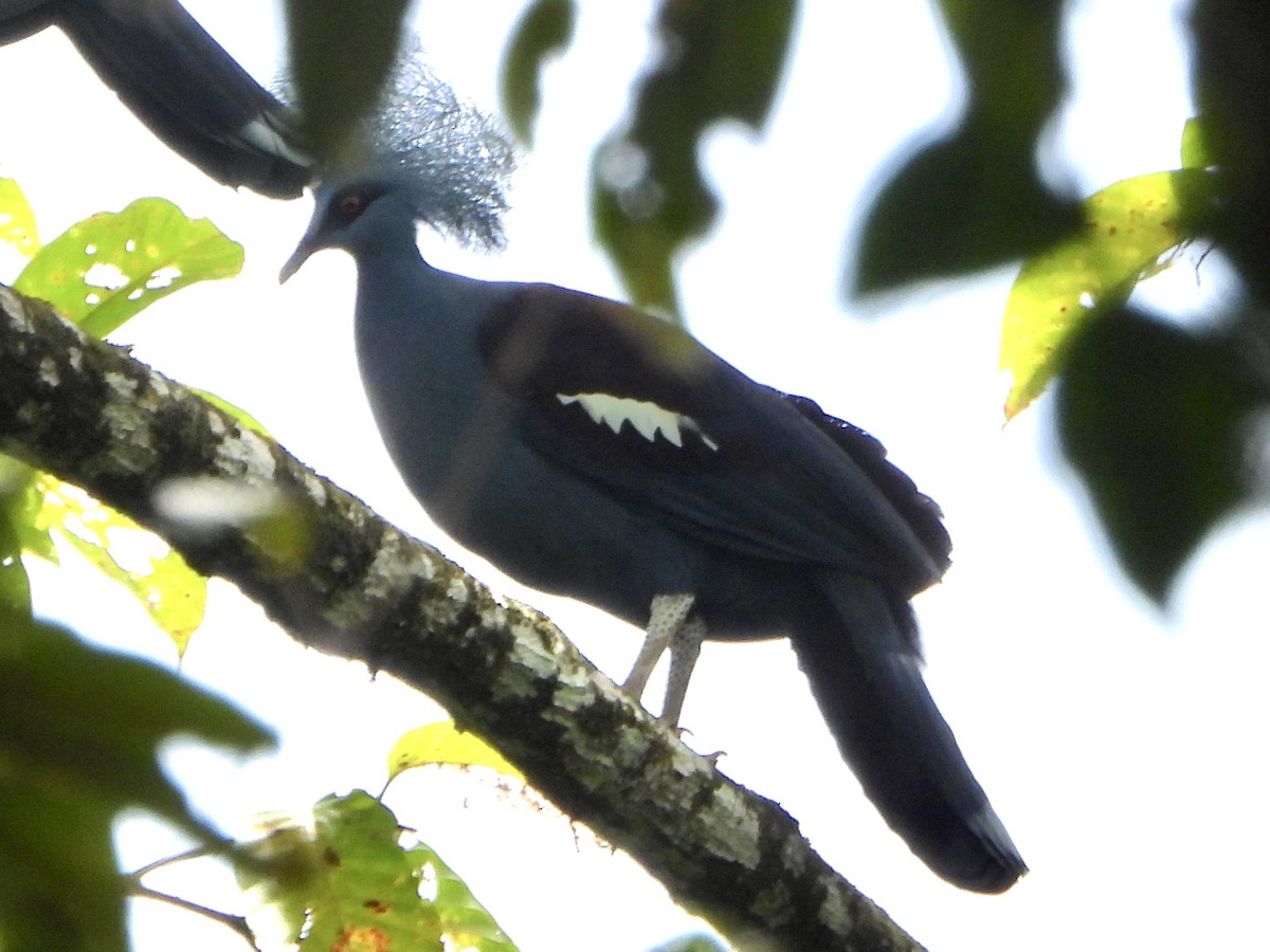 gråbrystkrondue - ML645226016