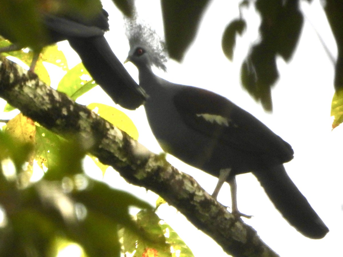 gråbrystkrondue - ML645226017