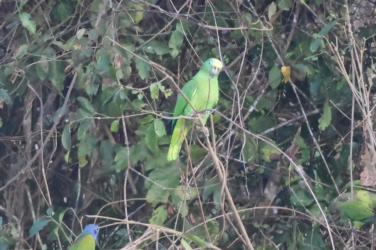 Yellow-crowned Amazon - ML645226018