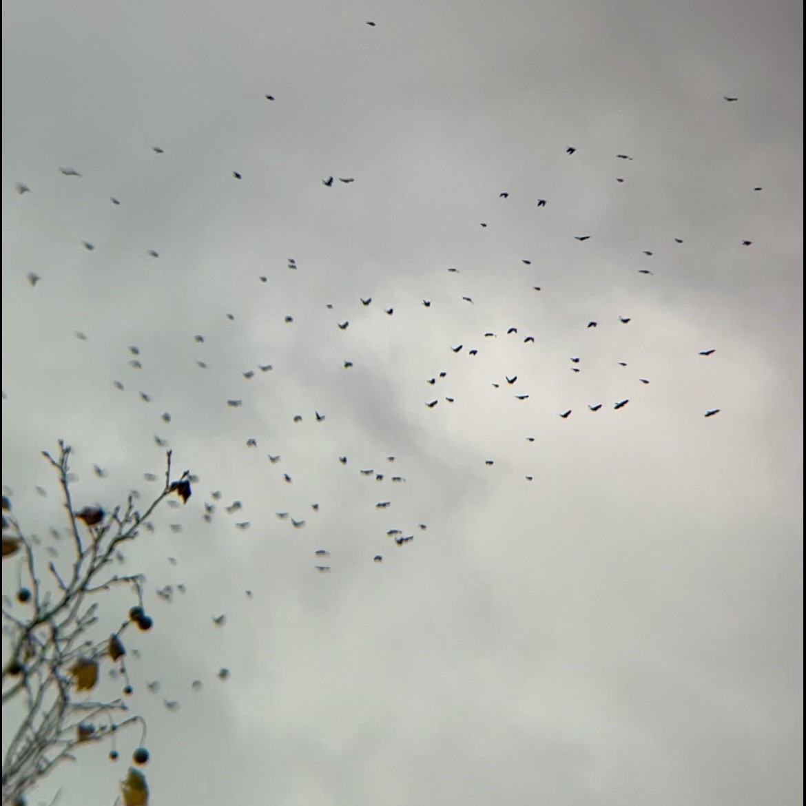 blackbird sp. - ML645226056