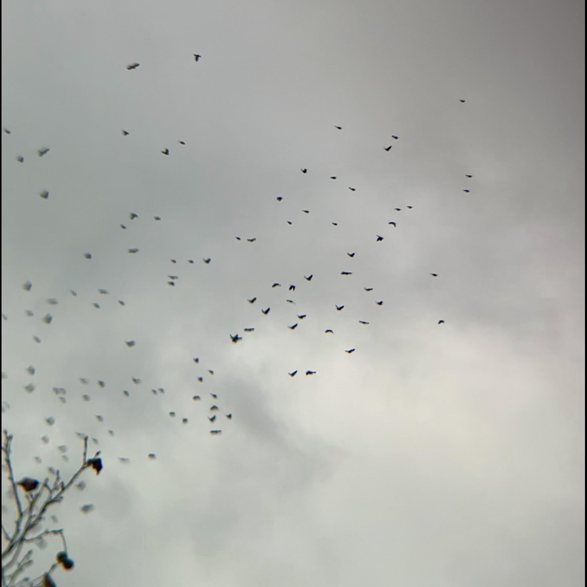 blackbird sp. - ML645226057