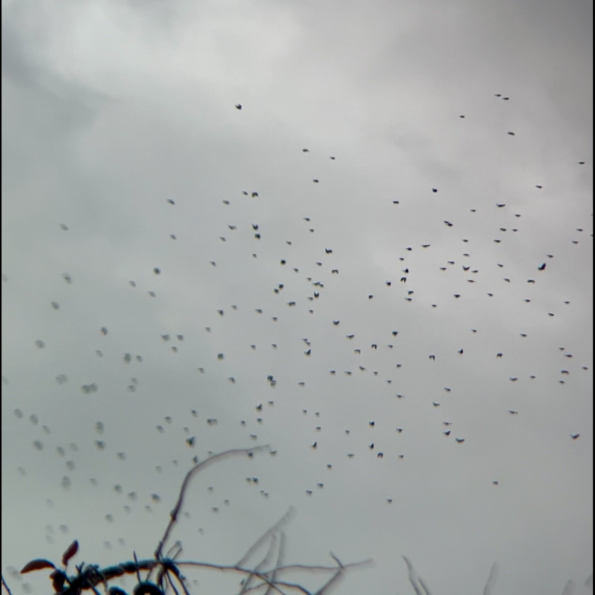 blackbird sp. - ML645226058