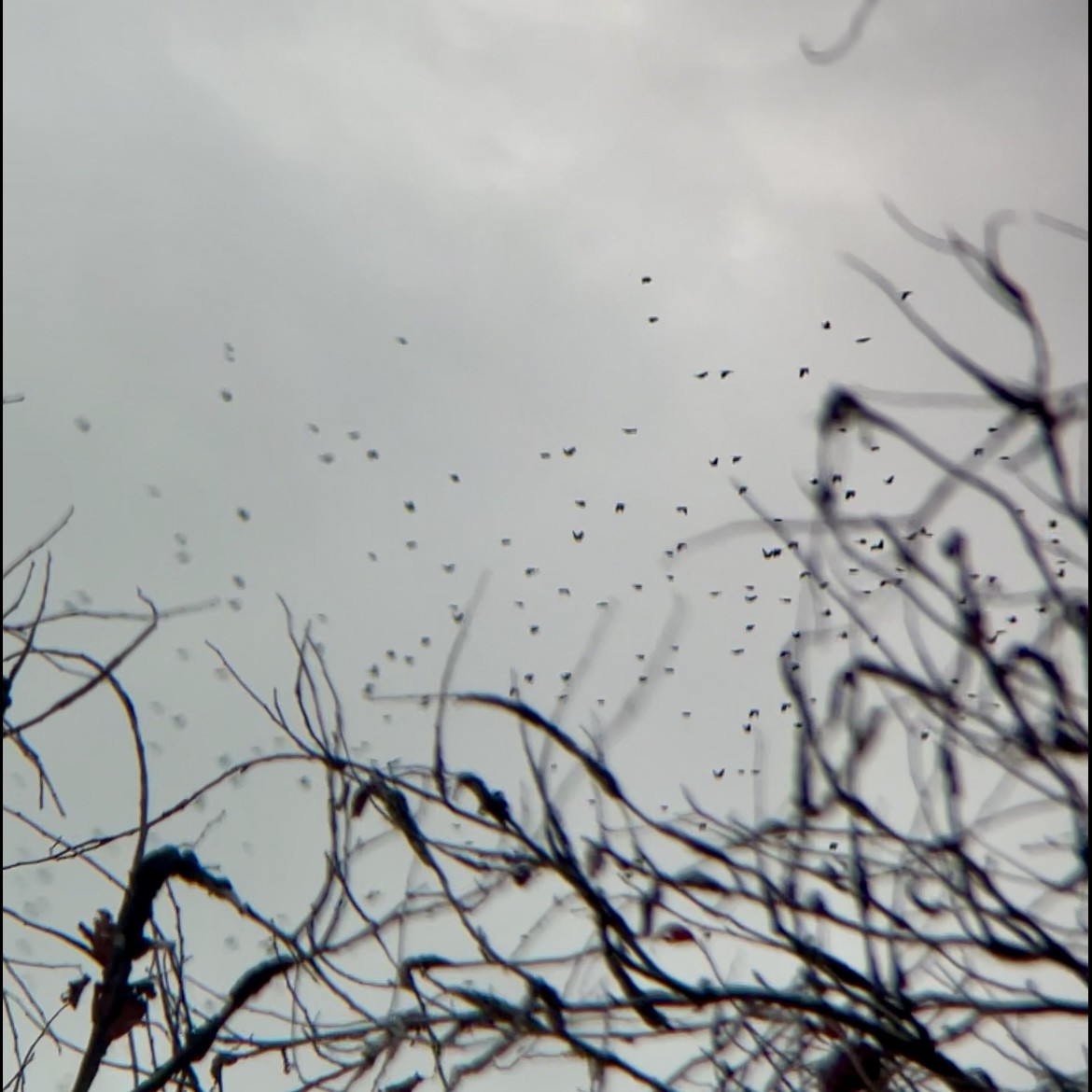 blackbird sp. - ML645226059