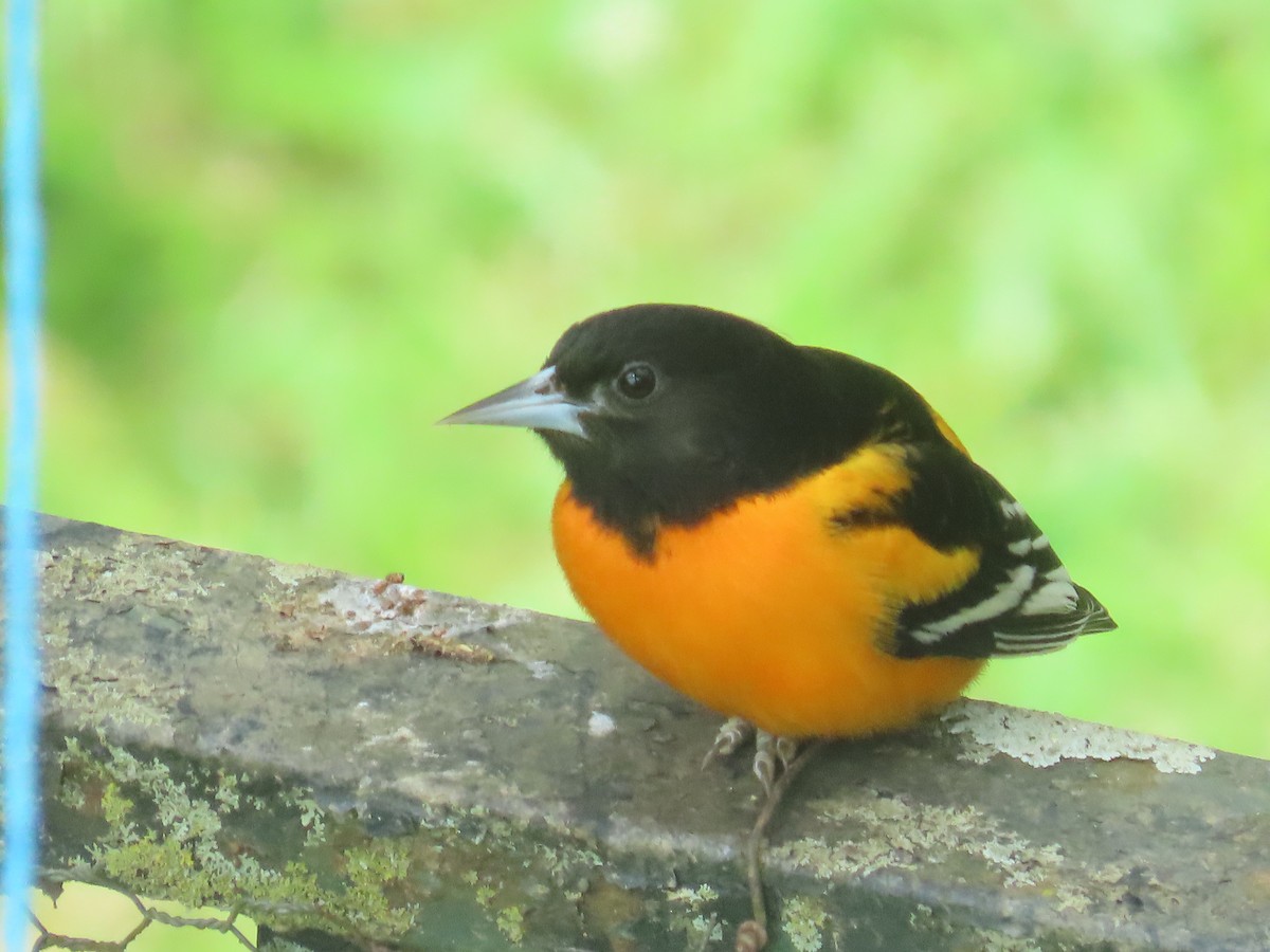 ボルチモアムクドリモドキ - ML645226082