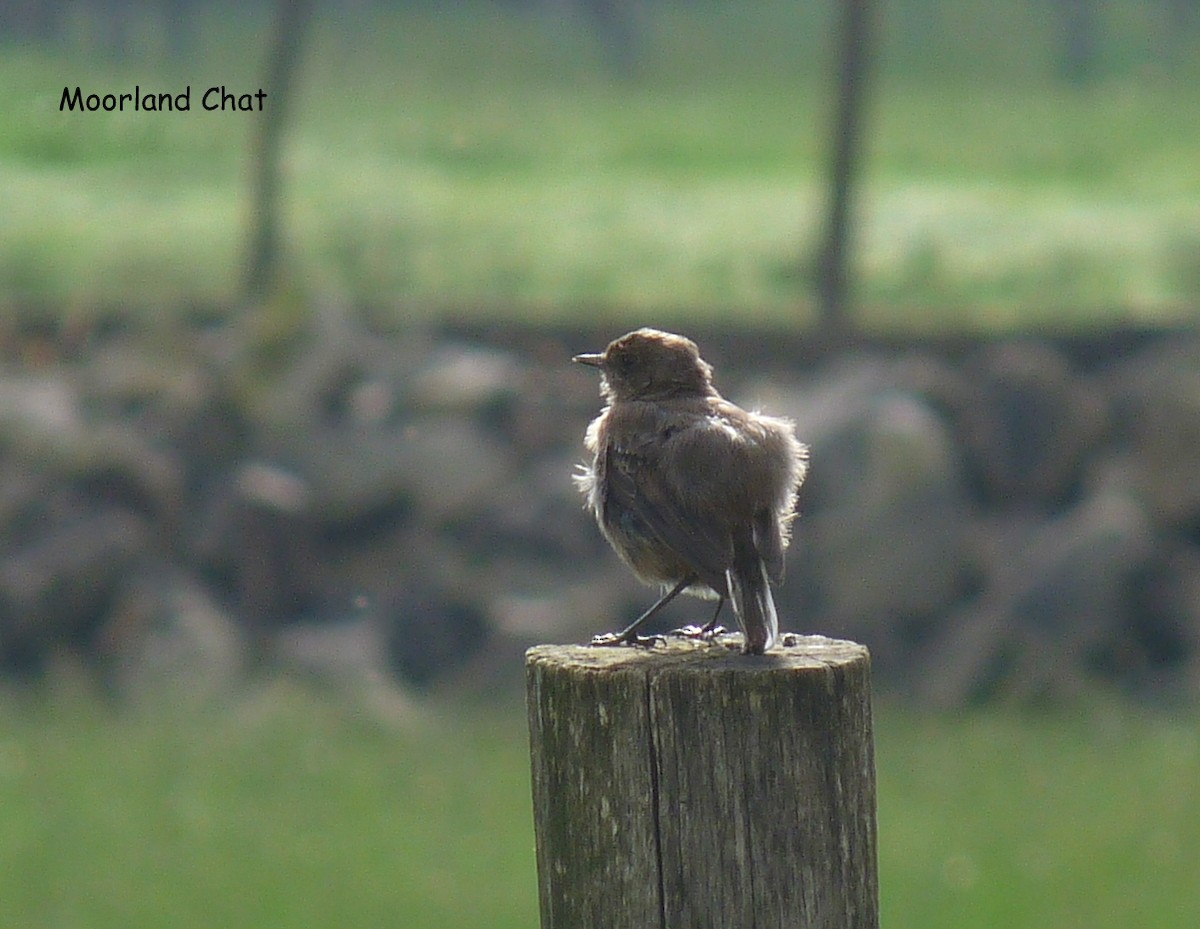 Moorland Chat (Abyssinian) - ML645226088