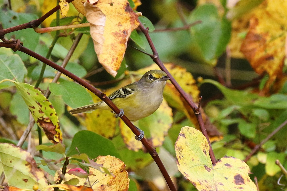 Weißaugenvireo - ML645226090