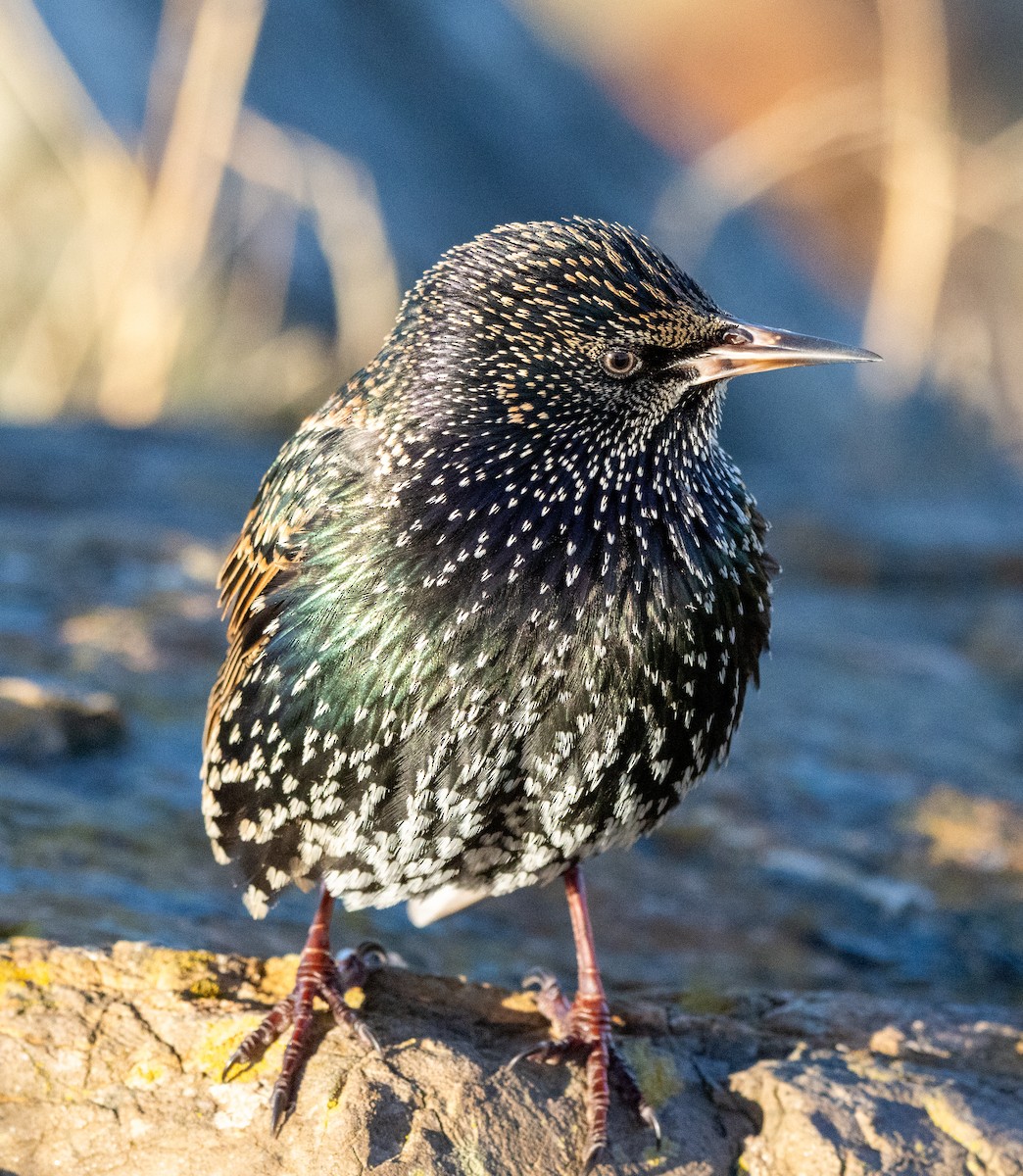 Arabazozo pikarta - ML645226102