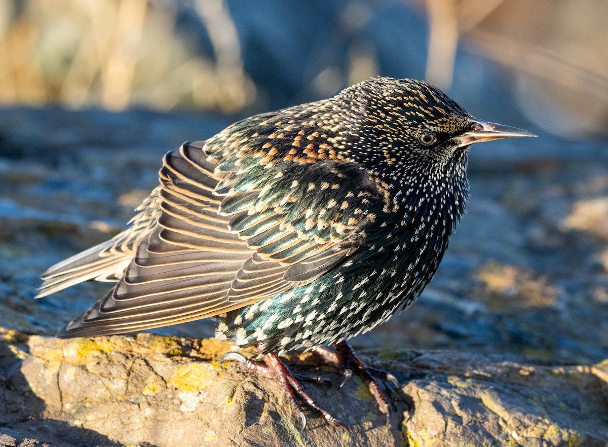 Arabazozo pikarta - ML645226107