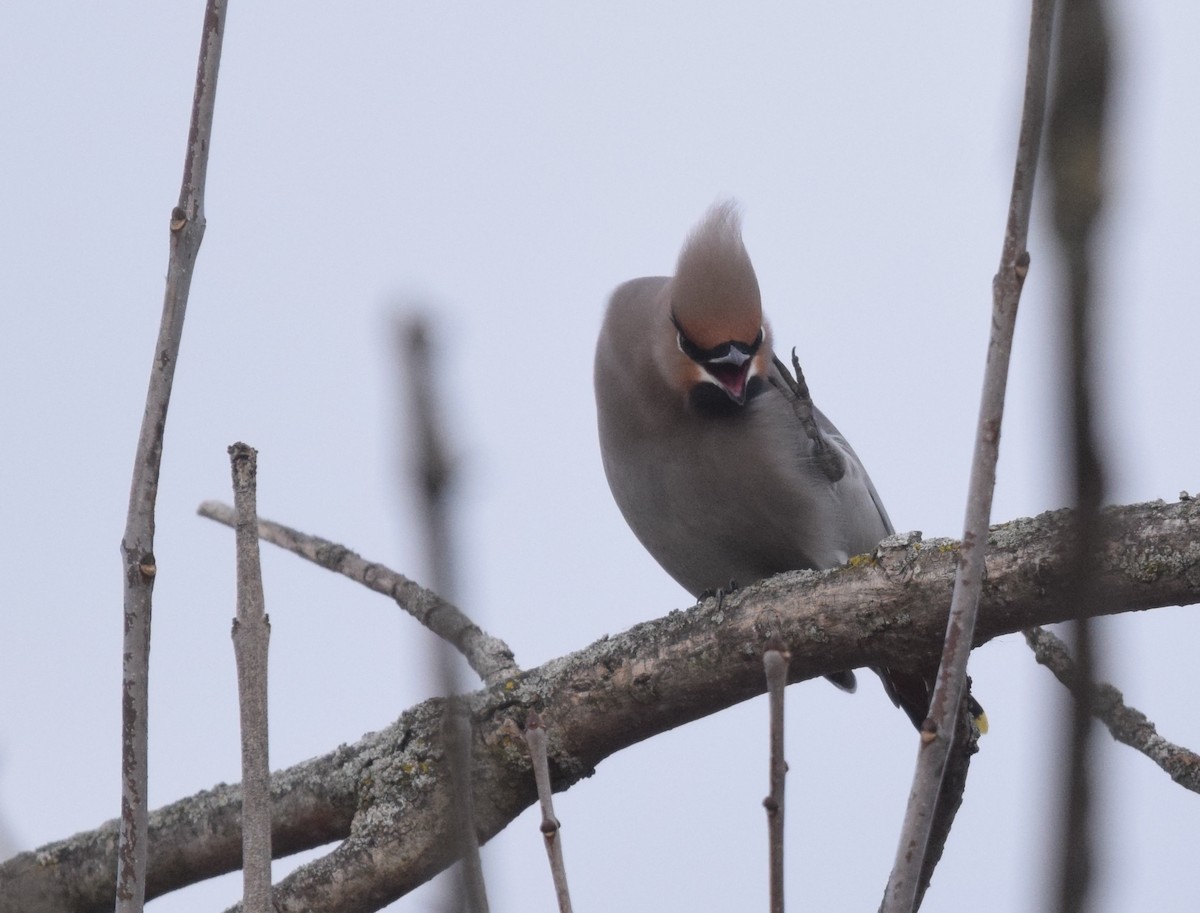 Bohemian Waxwing - ML645226109
