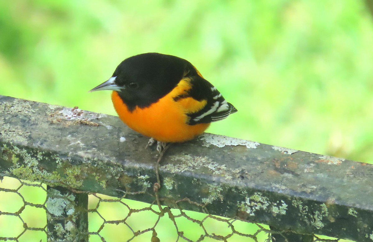 ボルチモアムクドリモドキ - ML645226110