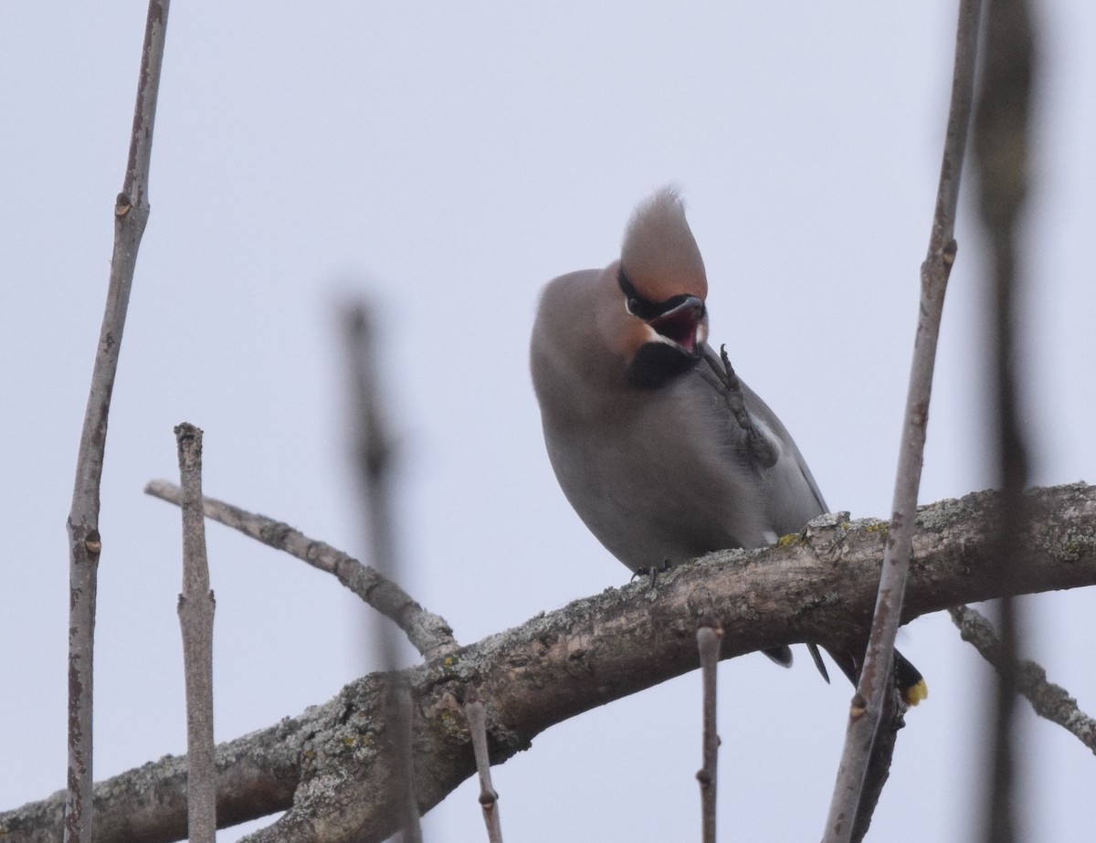 Bohemian Waxwing - ML645226113