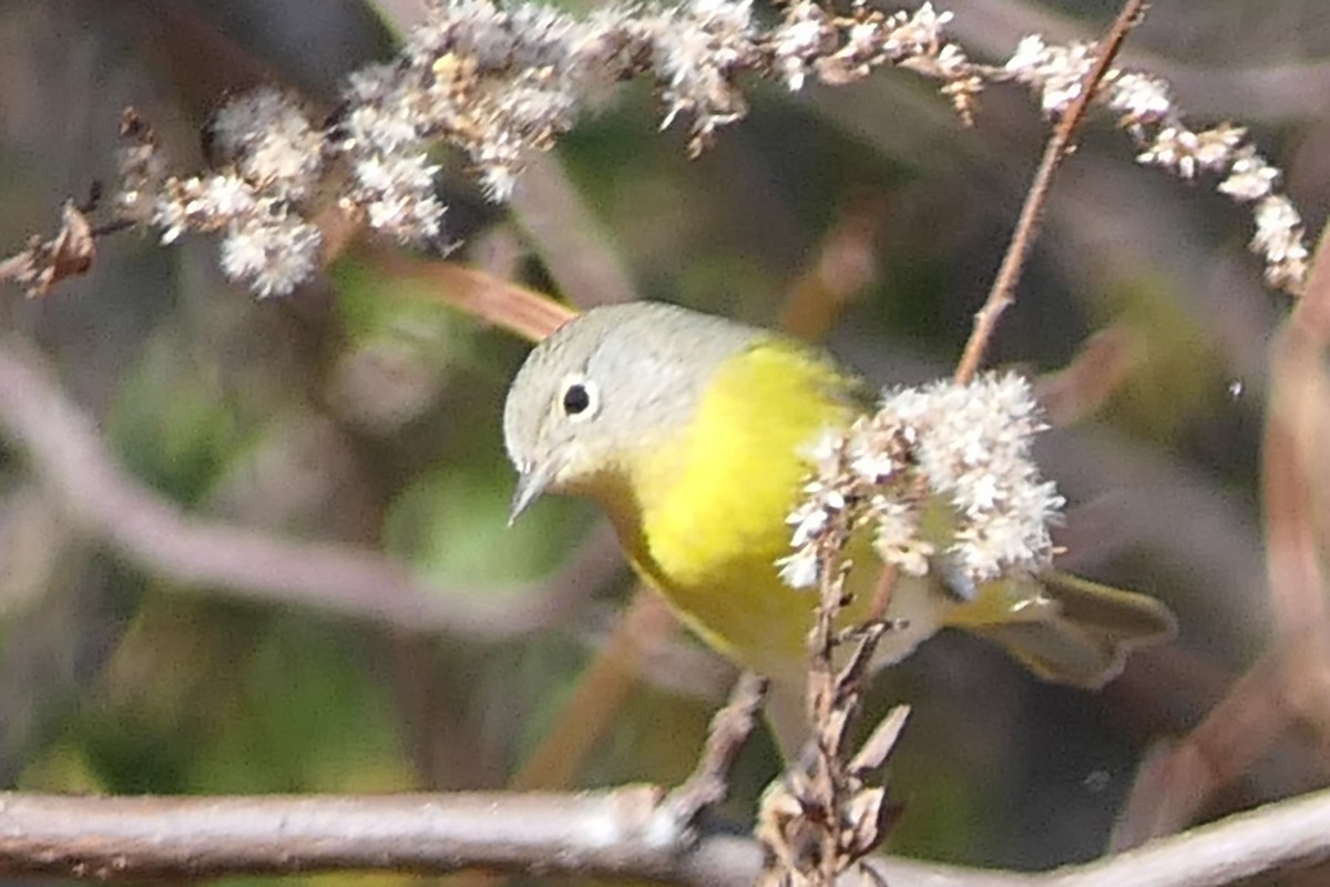 Nashville Warbler - ML645226127