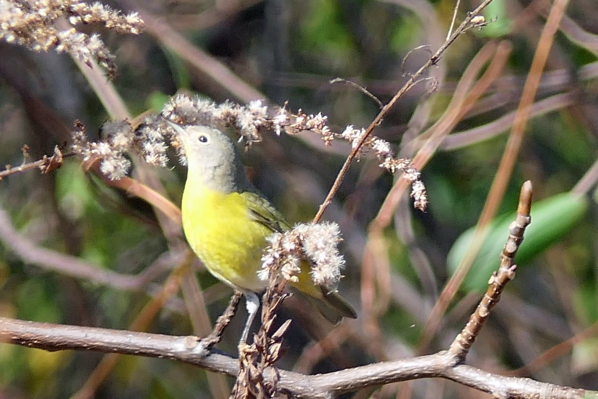 Nashville Warbler - ML645226128