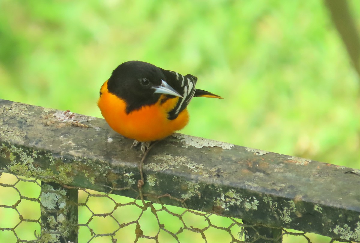 ボルチモアムクドリモドキ - ML645226129