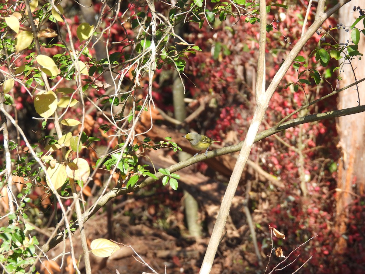 White-eyed Vireo - ML645226132
