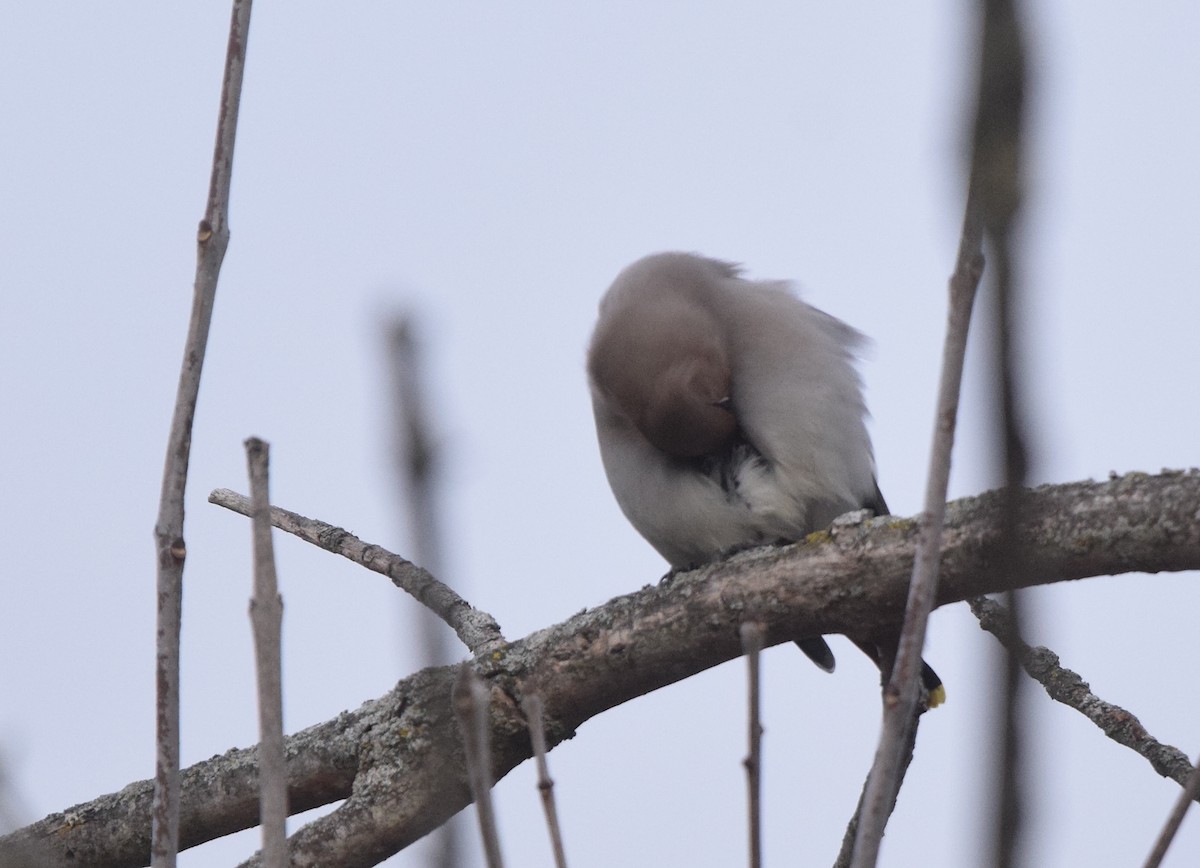 Bohemian Waxwing - ML645226143