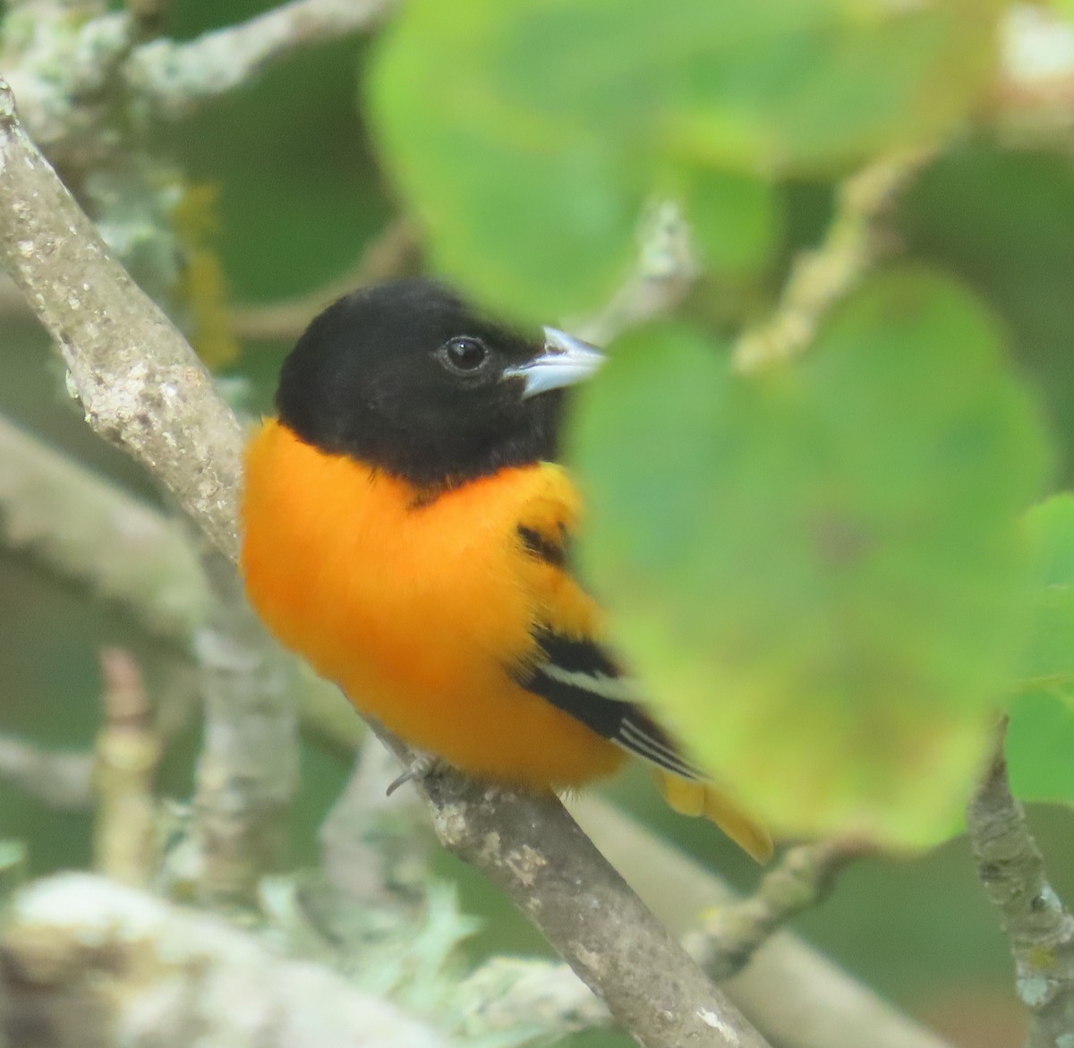 ボルチモアムクドリモドキ - ML645226145