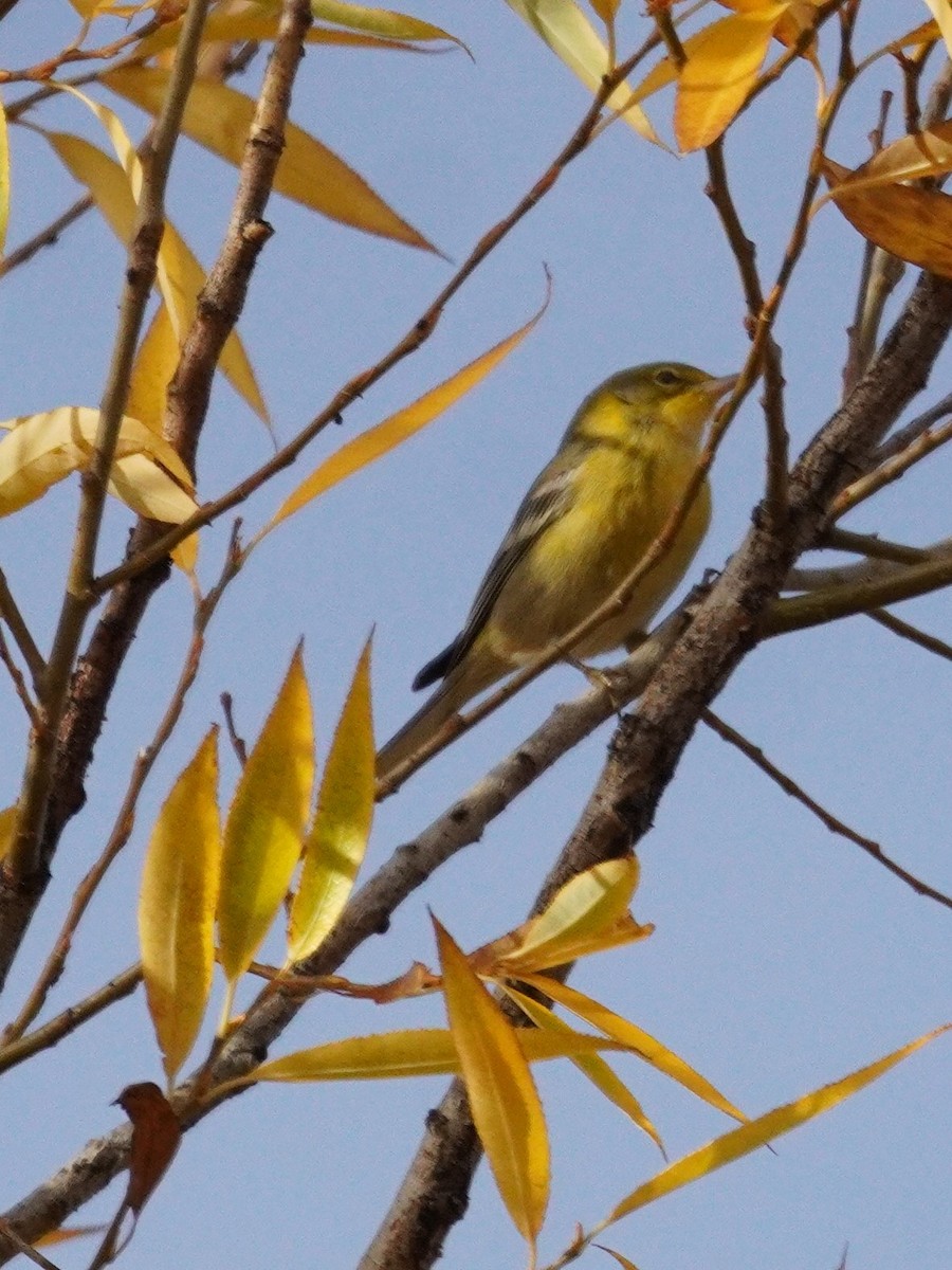 Kiefernwaldsänger - ML645226151