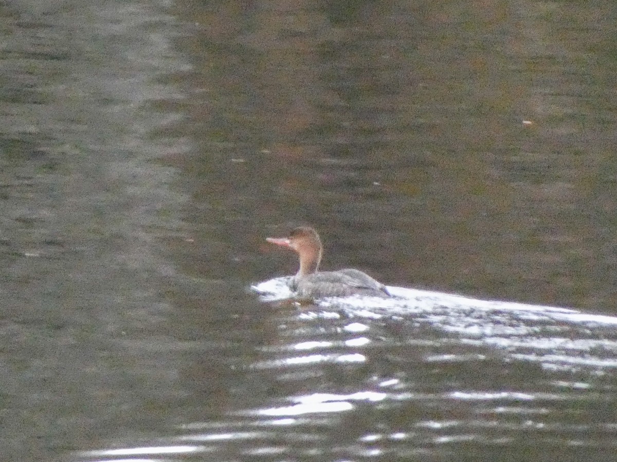 Red-breasted Merganser - ML645226165