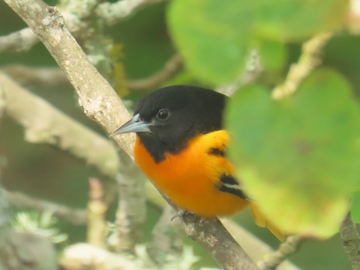 ボルチモアムクドリモドキ - ML645226169