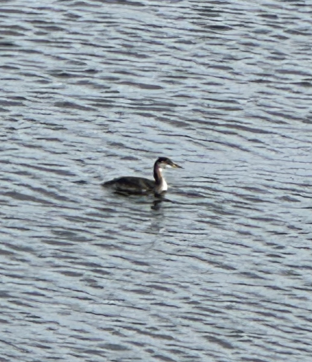 Пірникоза сірощока - ML645226179