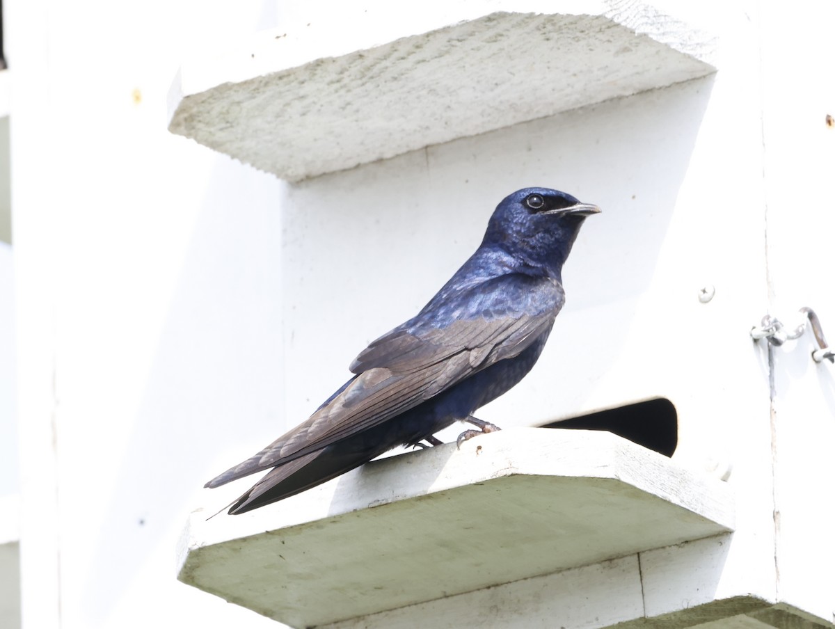 Hirondelle noire - ML645226180