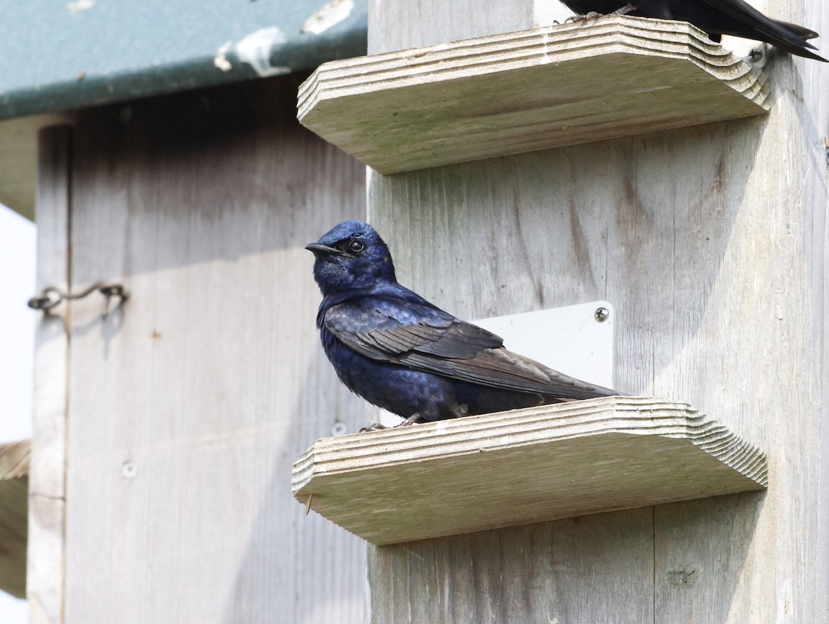 Hirondelle noire - ML645226183