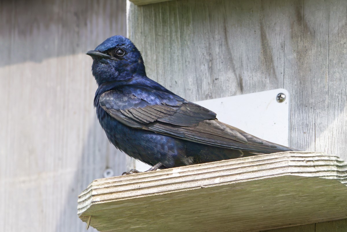 Hirondelle noire - ML645226186