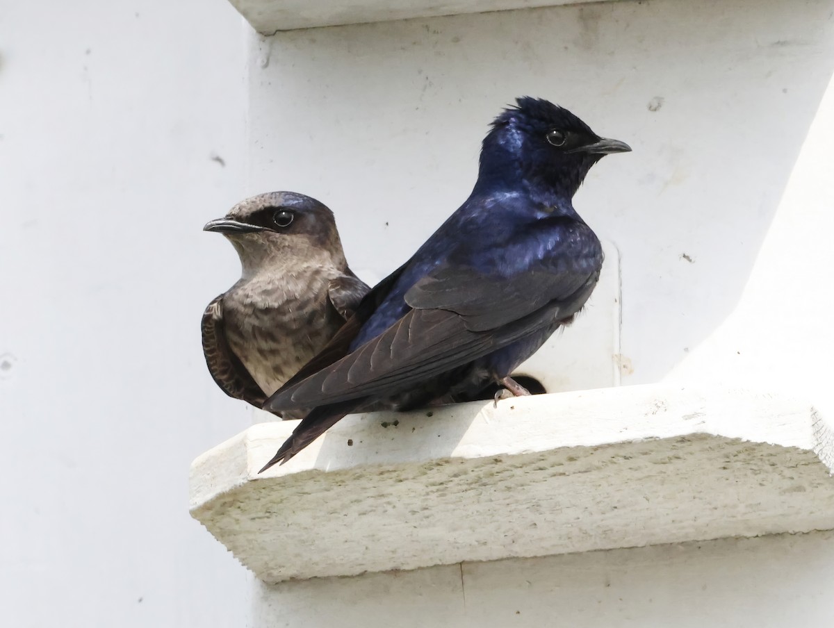 Hirondelle noire - ML645226187