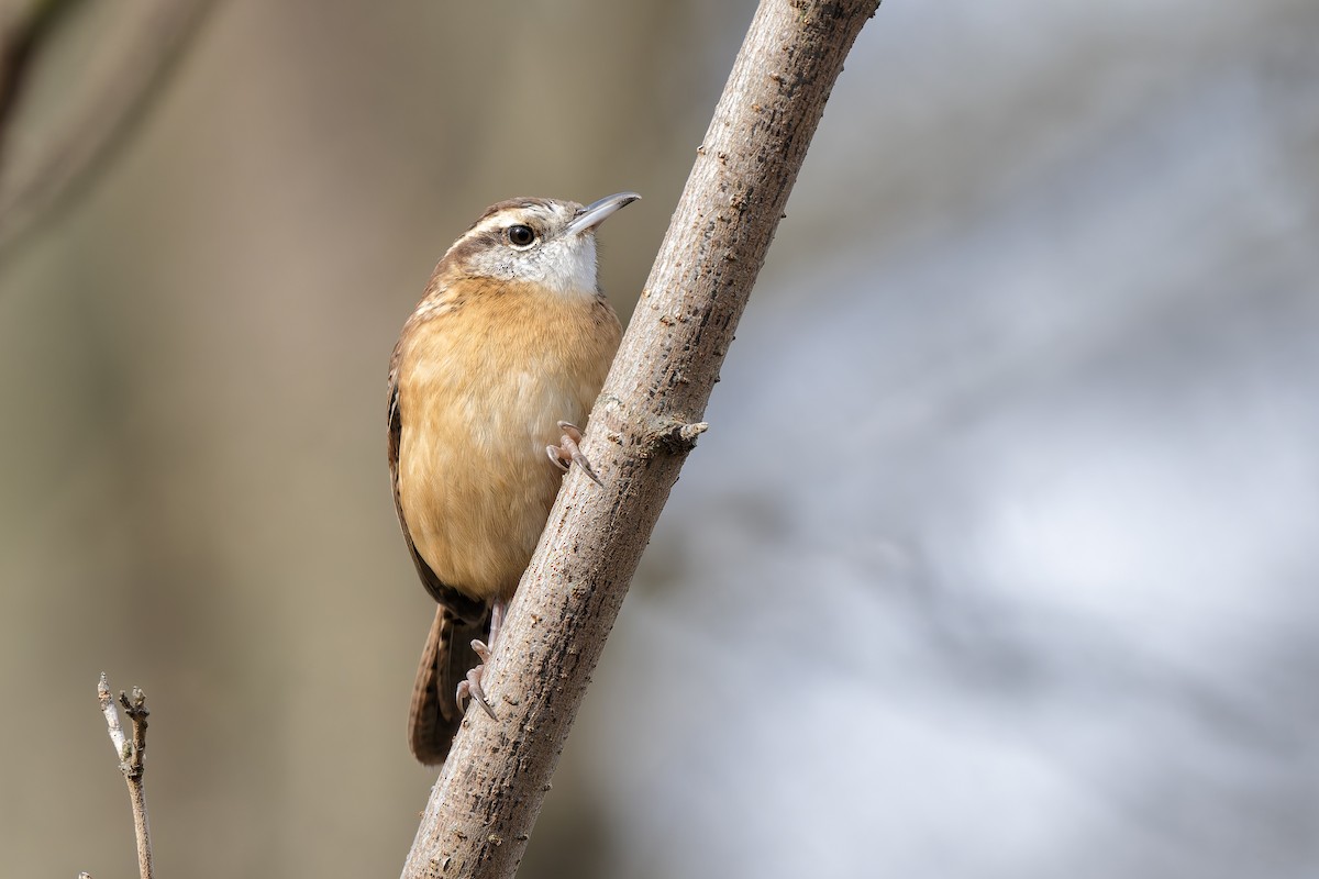 Carolina Wren - ML645226189