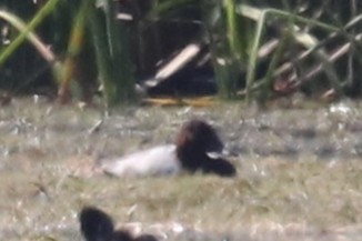 Canvasback - ML645226191