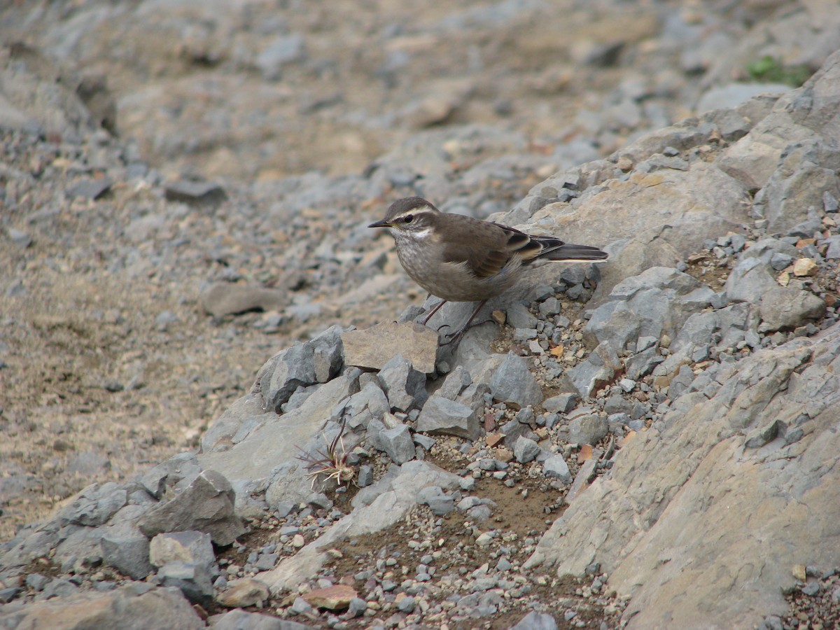 Buff-winged Cinclodes - ML645226203