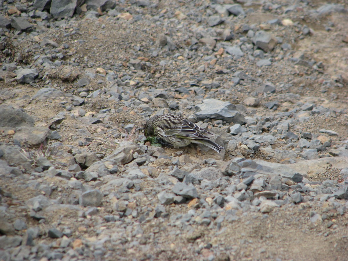 Yellow-bridled Finch - ML645226216