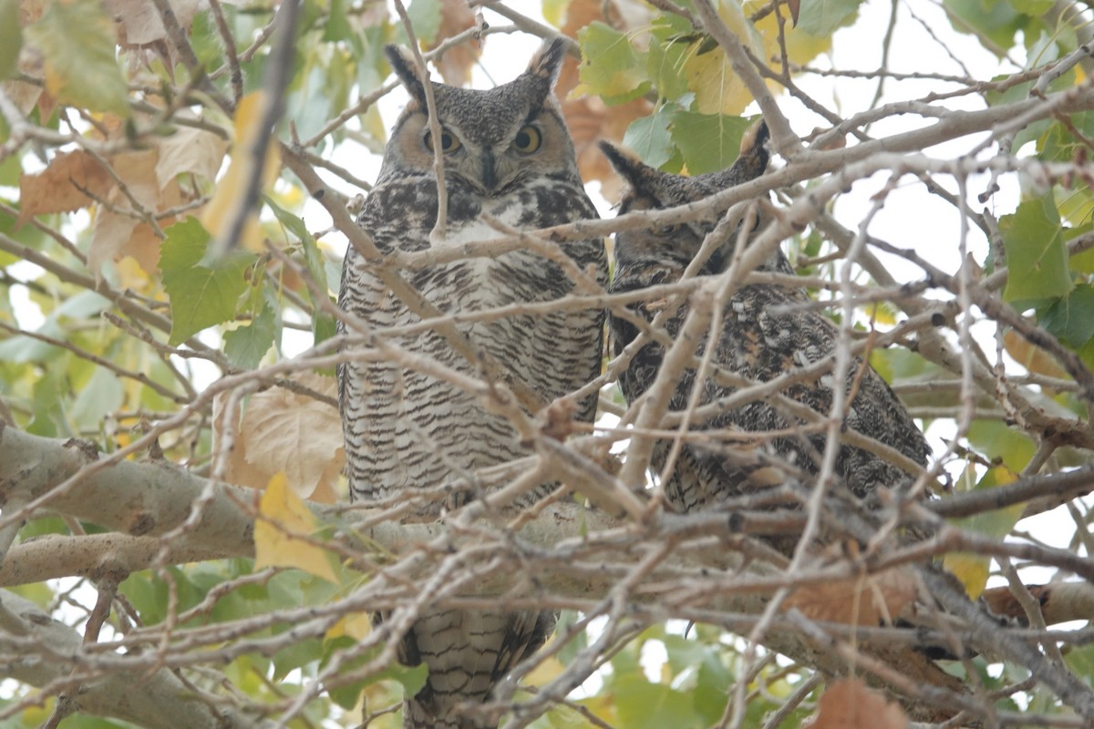 Great Horned Owl - ML645226234