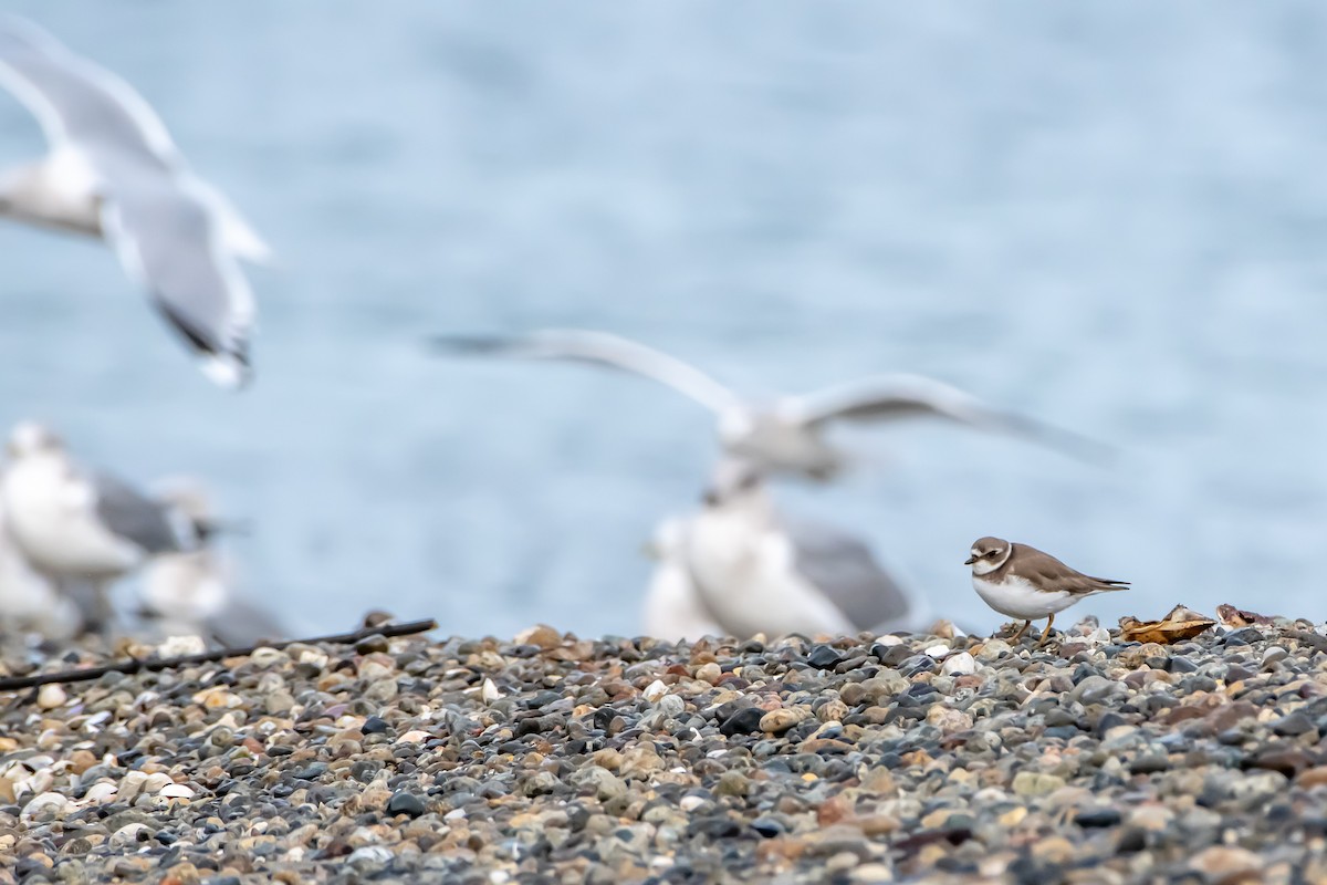 Semipalmated Plover - ML645226248