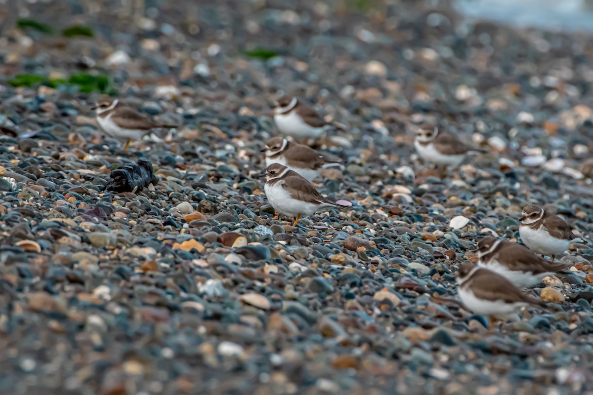 Semipalmated Plover - ML645226257