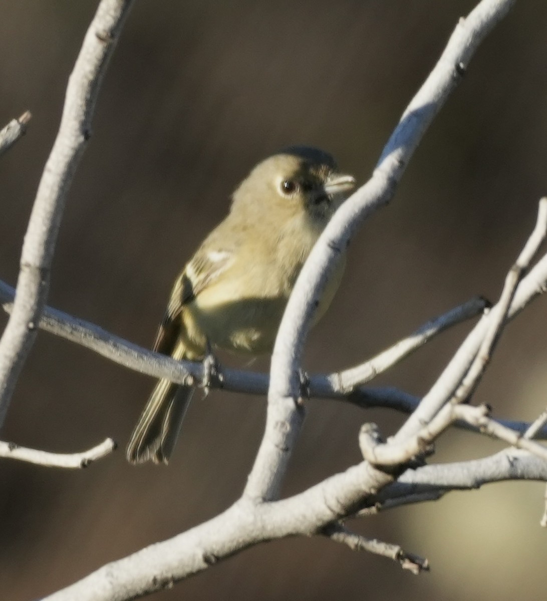 Hutton's Vireo - ML645226259