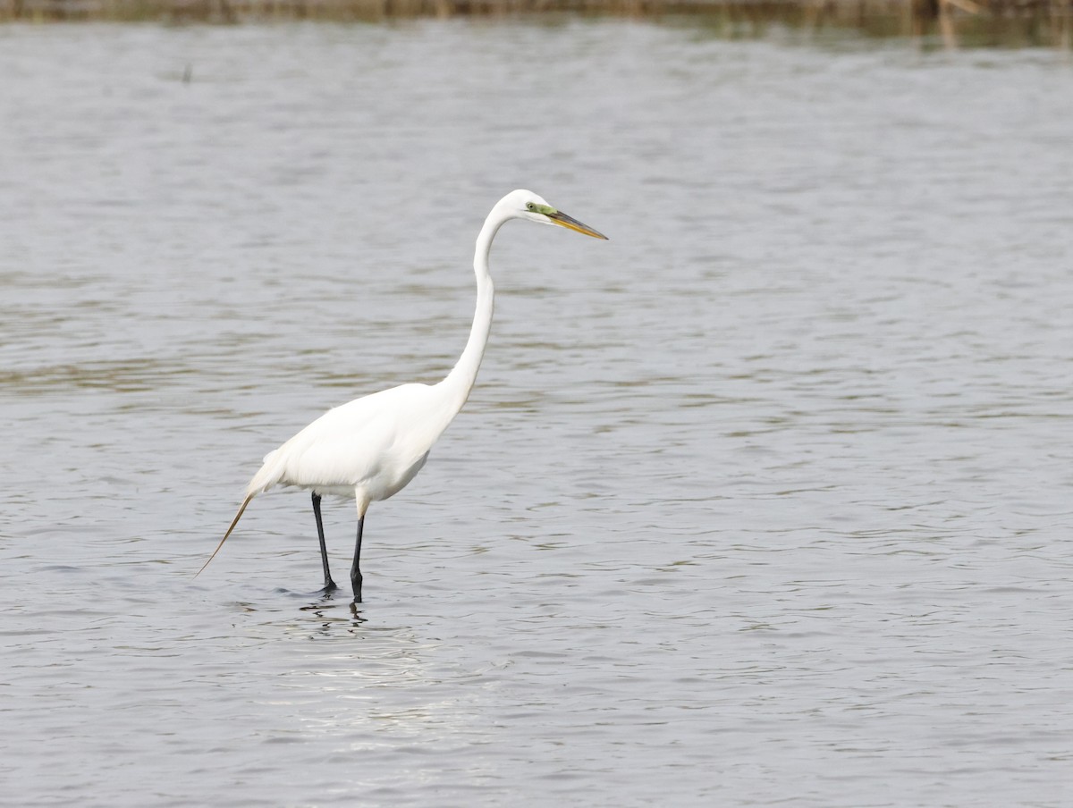 Koartza zuria - ML645226264