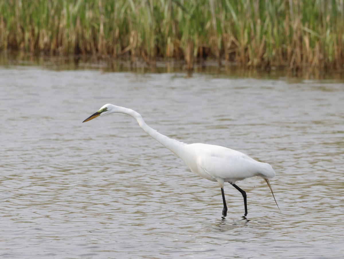 Koartza zuria - ML645226266