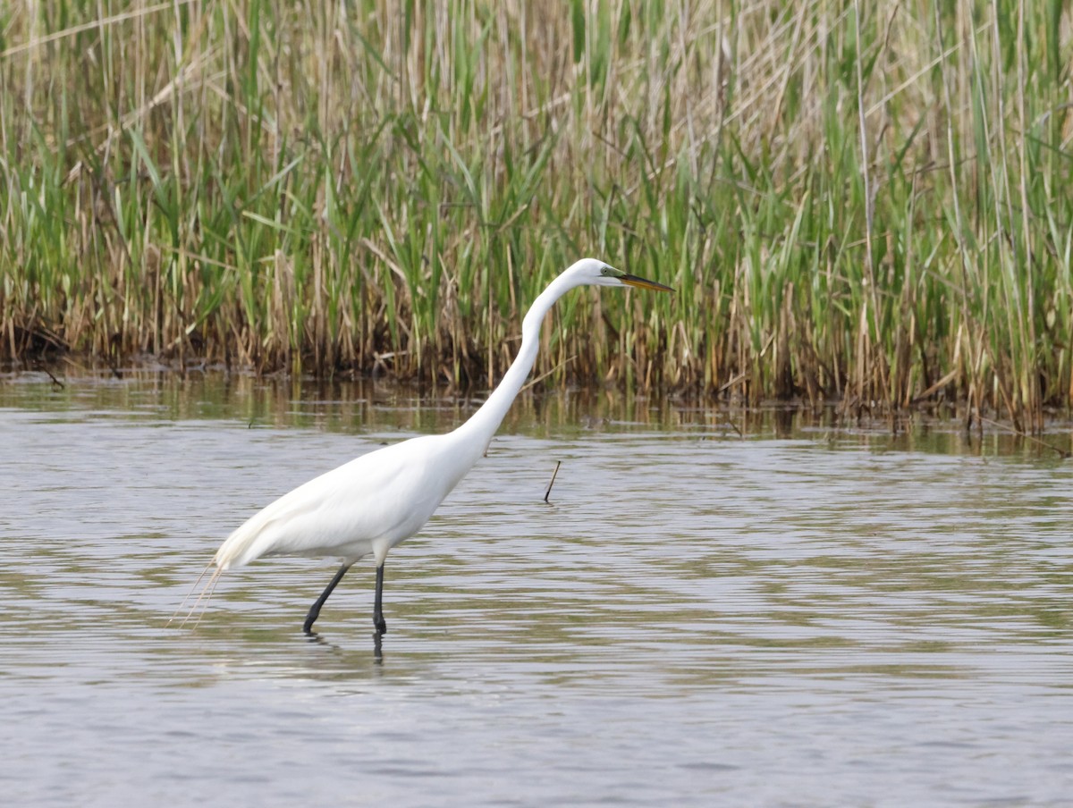 Koartza zuria - ML645226267