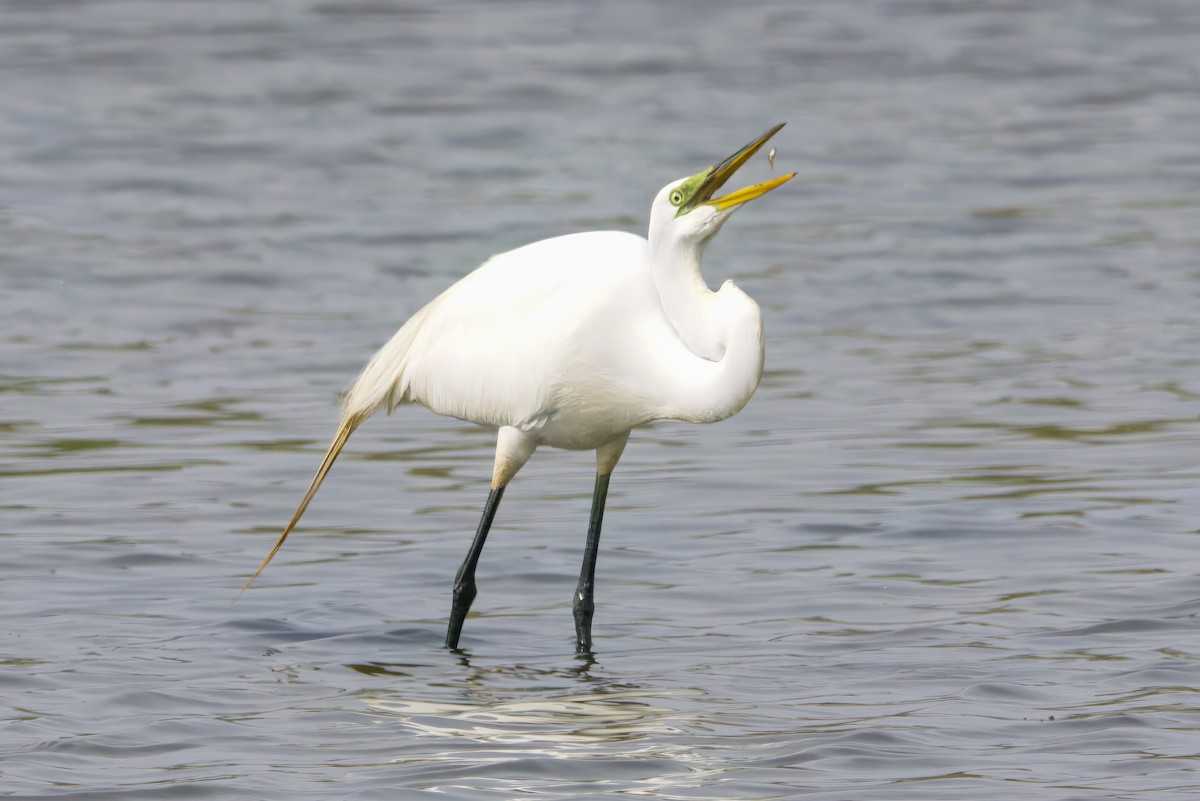 Koartza zuria - ML645226268